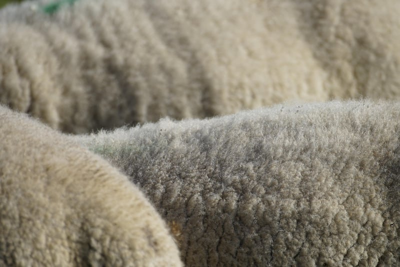 Fleece jacket