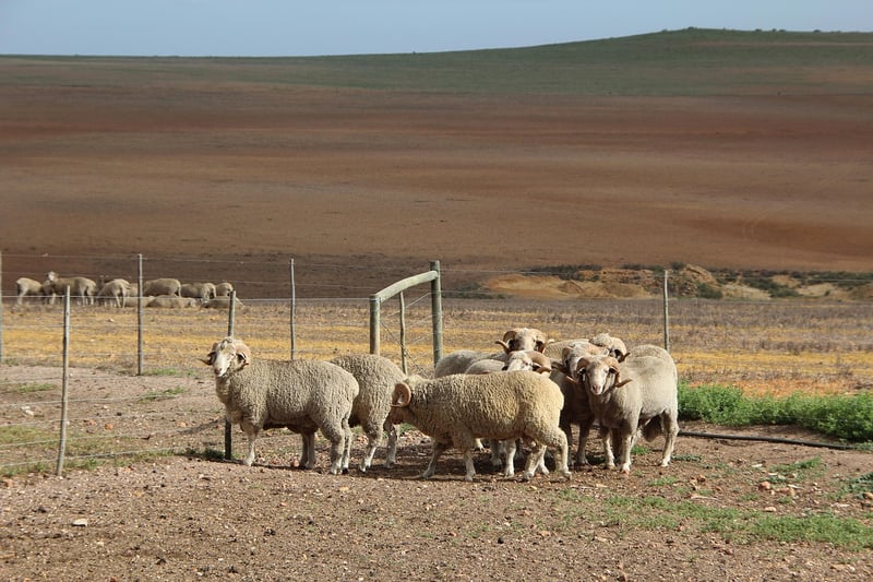 Merino wool base layer